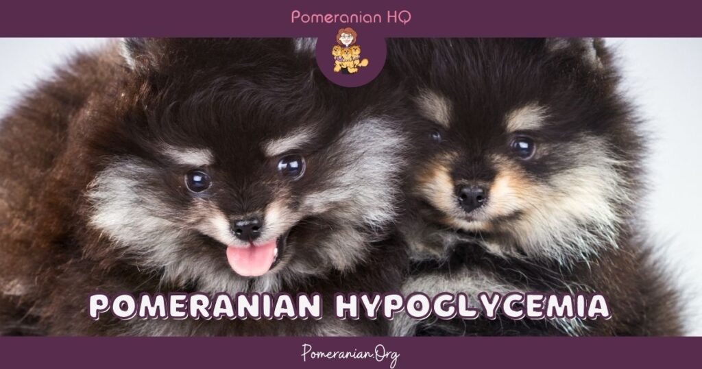 Pomeranian Hypoglycemia