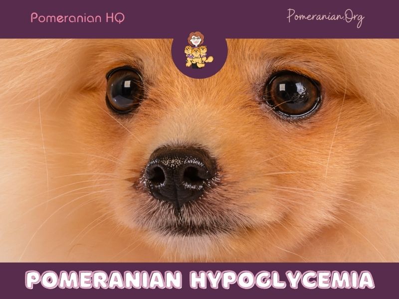 Pomeranian Hypoglycemia