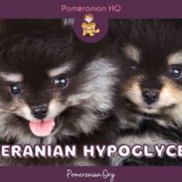 Pomeranian Hypoglycemia