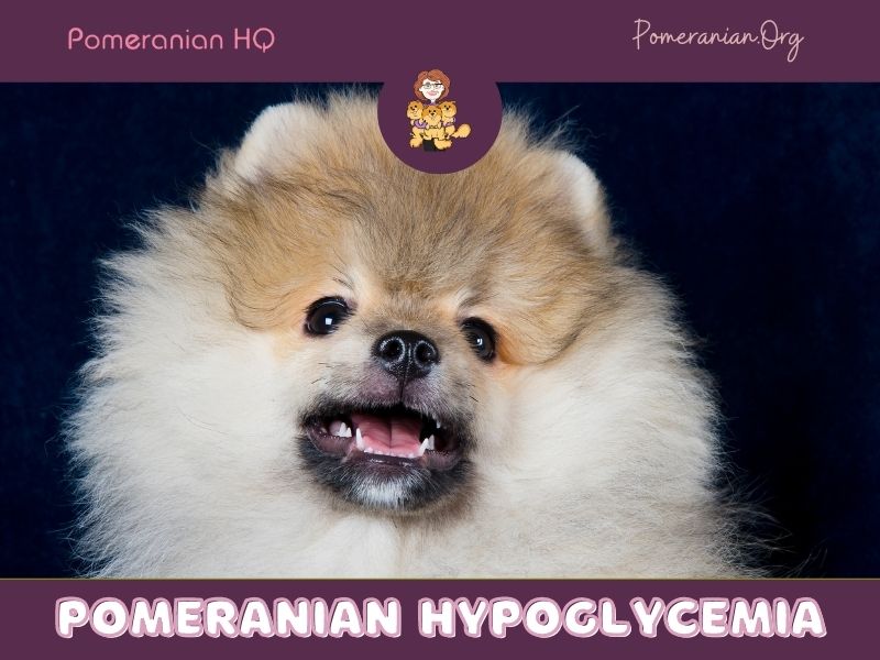 Pomeranian Hypoglycemia