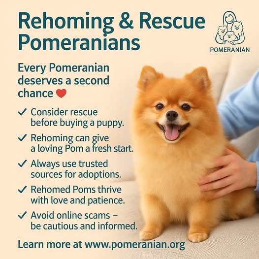 Pomeranian Rescue