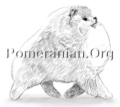 Pomeranian Movement