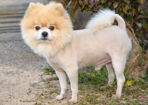 Pomeranian haircuts for store summer