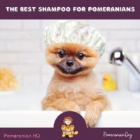 The Best Shampoo for Pomeranian Dogs