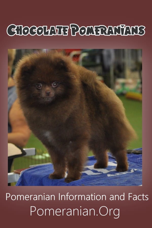 Chocolate Pomeranian or Brown Pomeranian