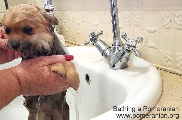 Pomeranian taking a bath