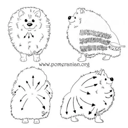 Pomeranian Brushing Guide