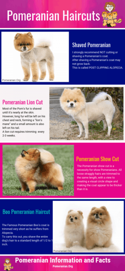 Pomeranian Haircuts and the Pomeranian Lion Cut