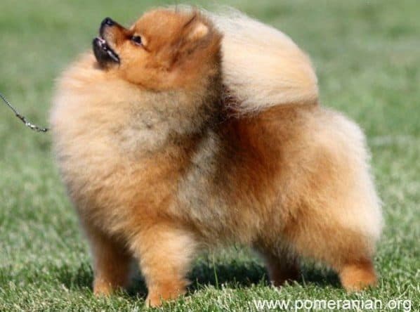 Pomeranian Haircuts and the Pomeranian Lion Cut