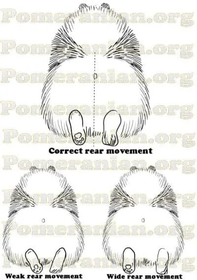 Pomeranian Rear Movement