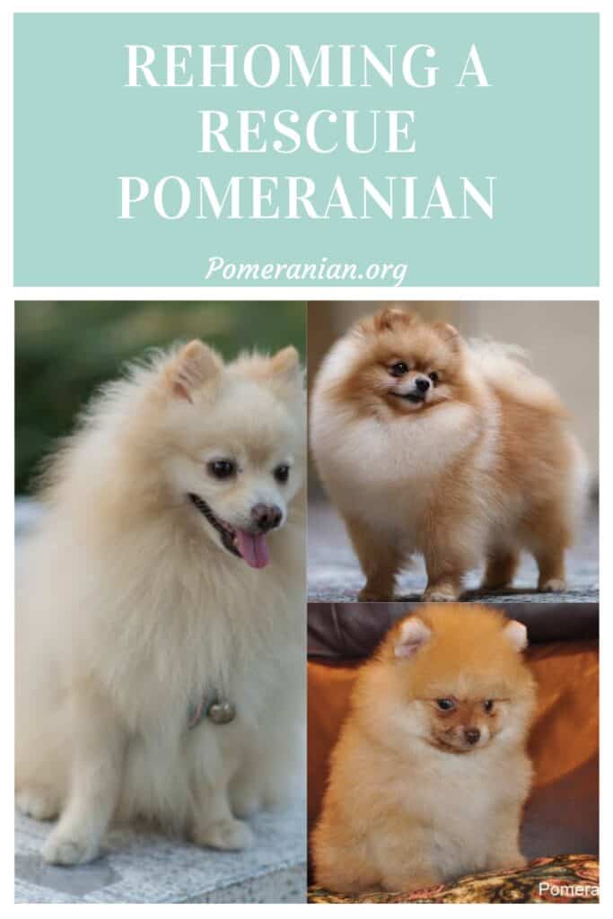 rehoming pomeranian