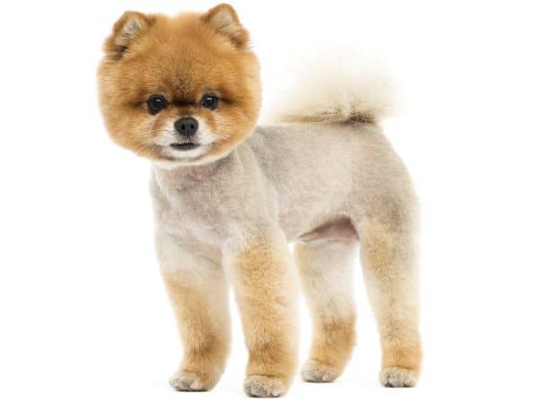 Shaved teacup hot sale pomeranian