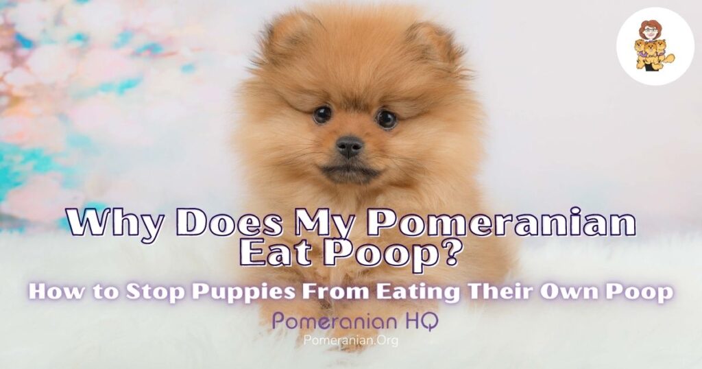 Why Does My Pomeranian Eat Poop