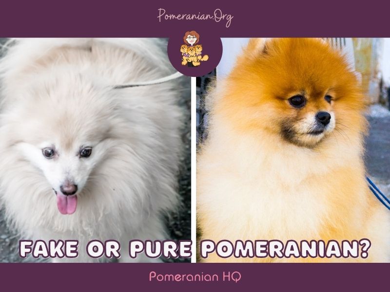 Fake or Pure Pomeranian