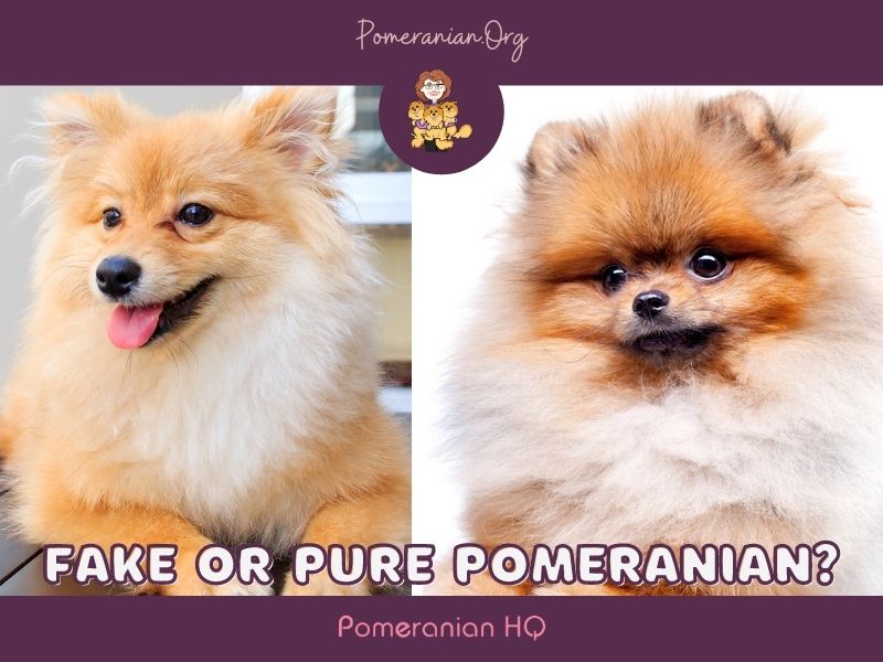Fake or Pure Pomeranian