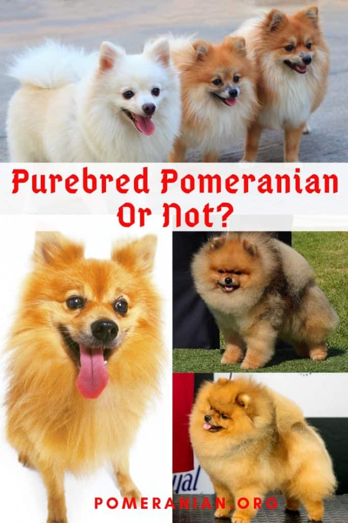 Full Breed Pomeranian Or Not? All the dogs appear to be PUREBRED Pomeranians. While all are beautiful dogs, there is a huge difference in the appearance of Pomeranians bred for SHOW to those bred for CASH.