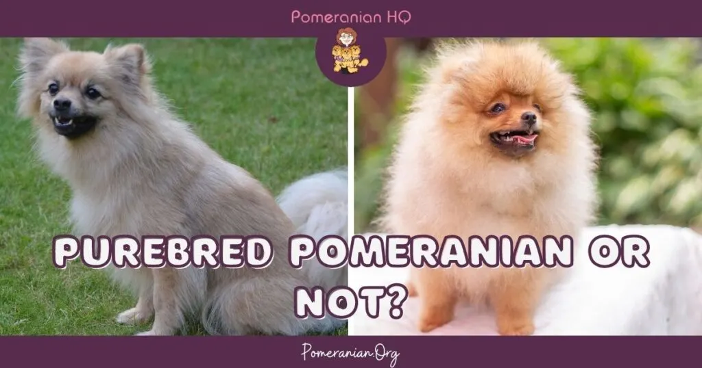 Purebred Pomeranian Or Not?