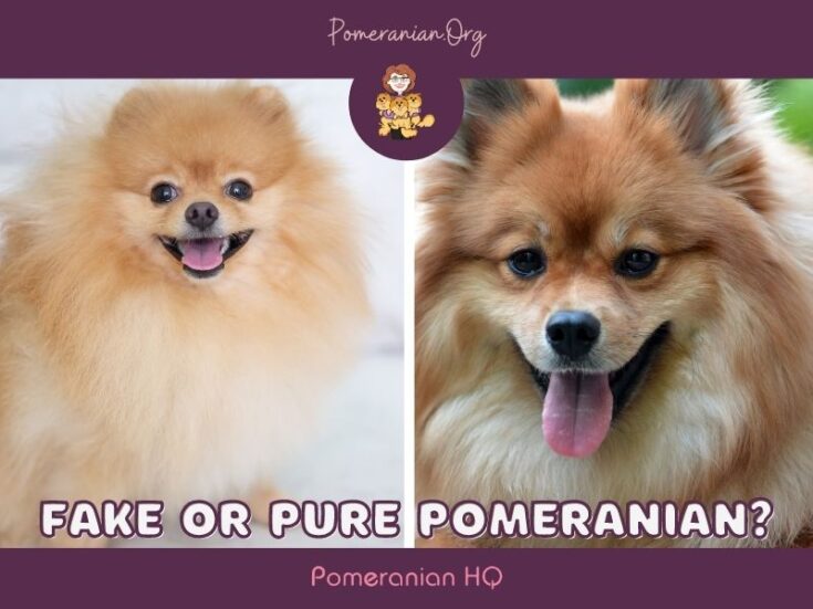 How To Know If Your Dog is a Purebred Pomeranian
