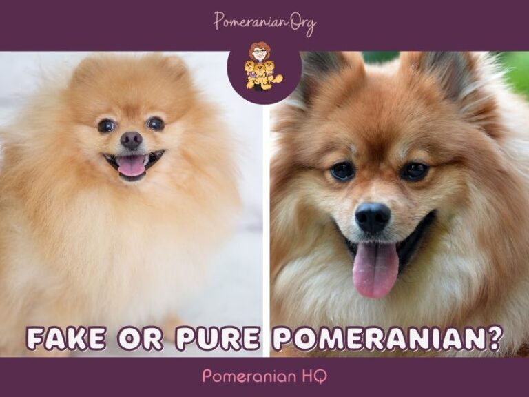 How To Know If Your Dog is a Purebred Pomeranian