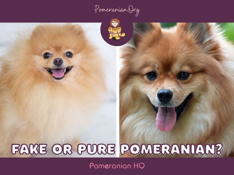 Purebred Pomeranian Or Not?