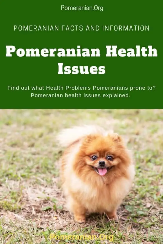 Common Pomeranian Health Issues Explained in Detail