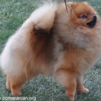 Pomeranian dog
