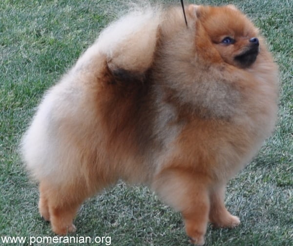 Pomeranian dog