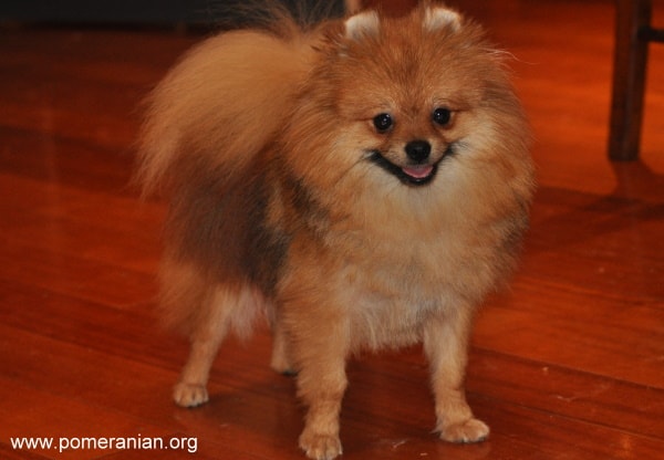 Pomeranian dog