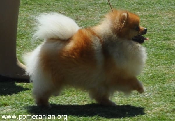 Pomeranian dog