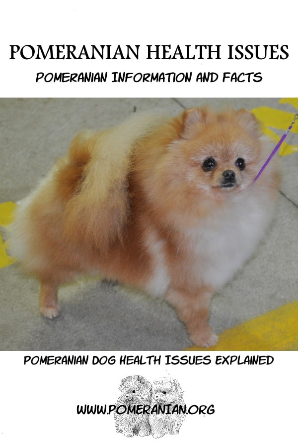 Pomeranian health problems