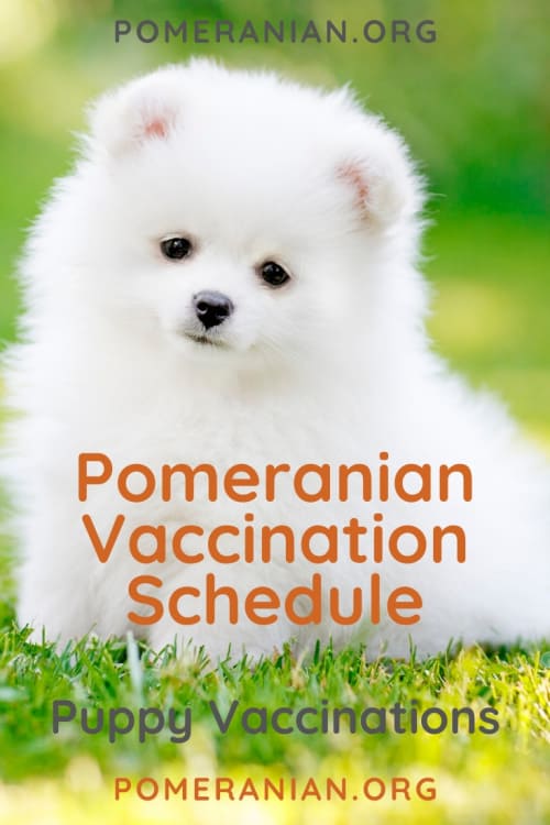 Pomeranian Vaccination Schedule Explained