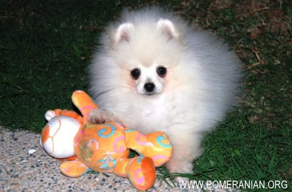 Pomeranian puppy