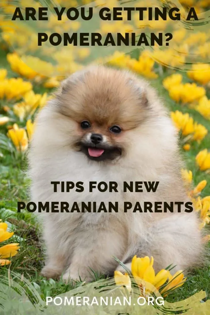 Tips for new Pomeranian parents.