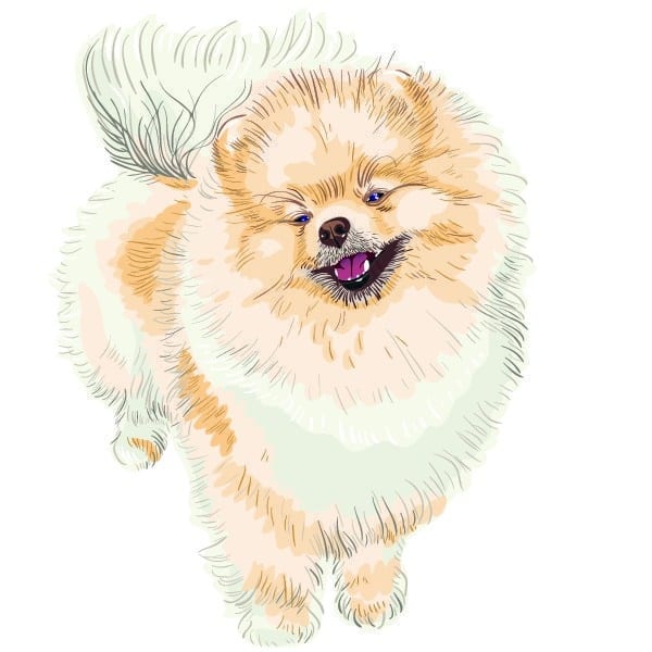 Machiggian Pomeranians