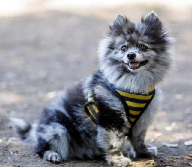 Essential Guide To The Best Pomeranian Collar and Harnesses