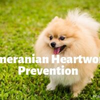 Pomeranian Heartworm Prevention