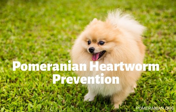 Pomeranian Heartworm Prevention