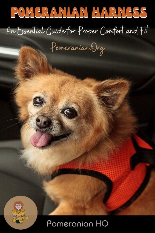 Essential Guide To The Best Pomeranian Collar and Harnesses