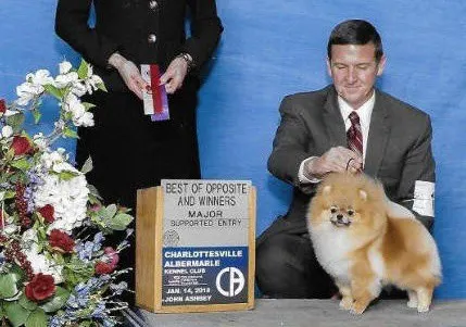 Jan Shars Pomeranians Jan Shars Pomeranians