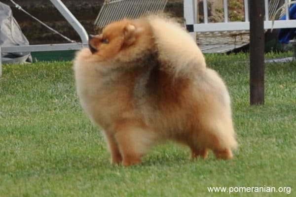 Champion Pomeranian show dog