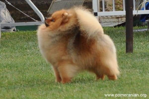 champion pomeranian