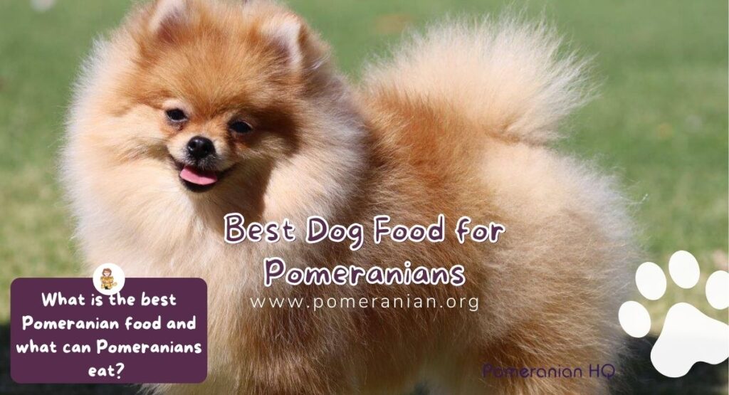 Best Dog Food for Pomeranians