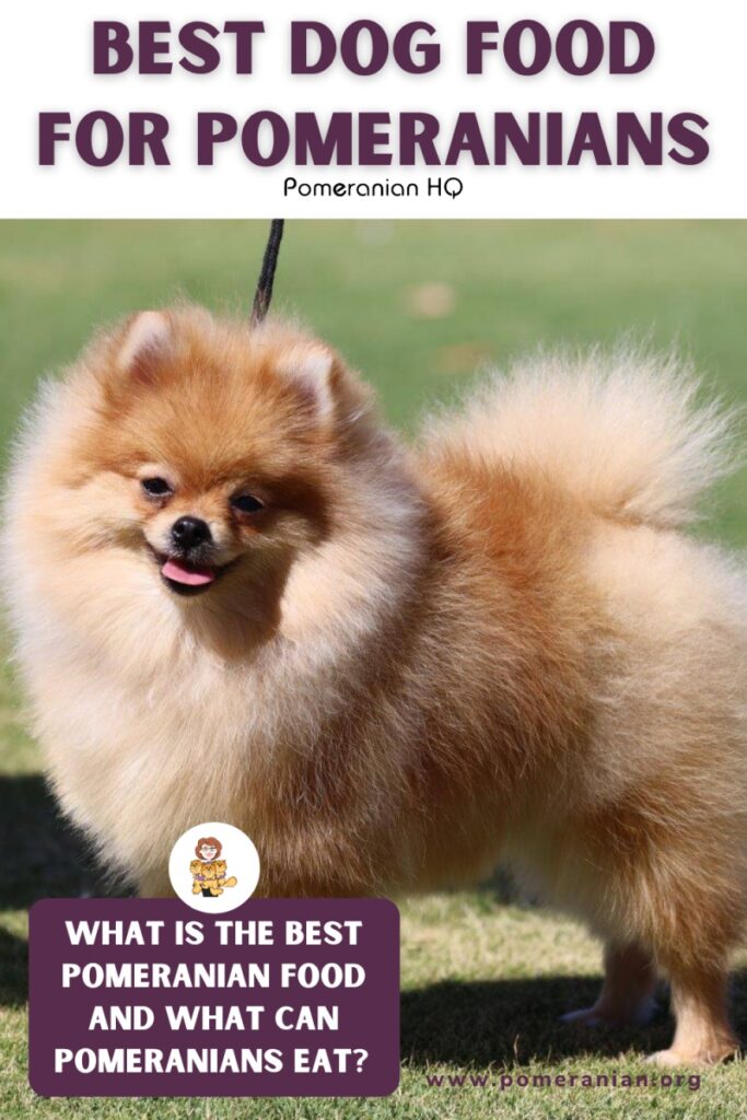 Best dog shop food for pomeranian