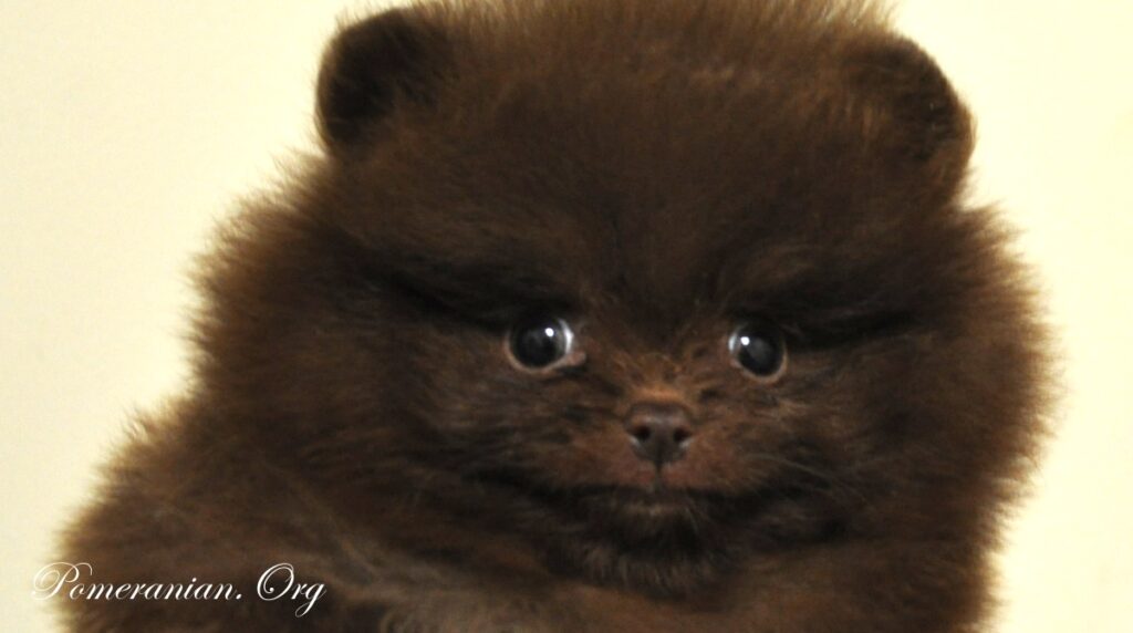 dark brown pomeranian puppies