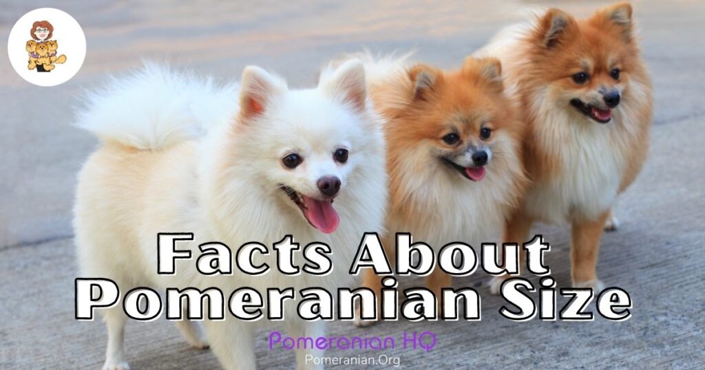 Medium sized sale pomeranian