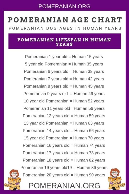 Pomeranian Age Chart