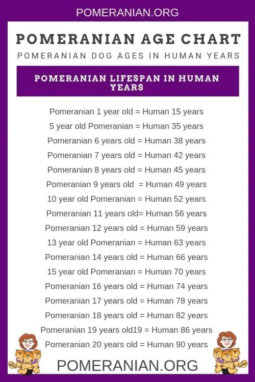 How long do pomeranians live in human years