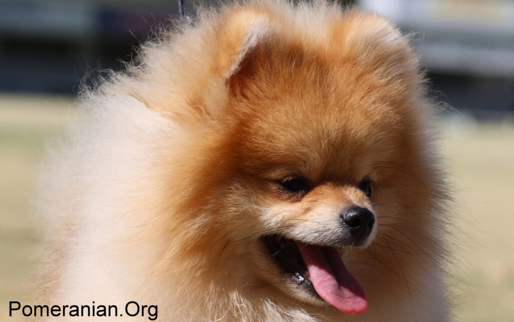 Best dog food hot sale for pomeranians 2019