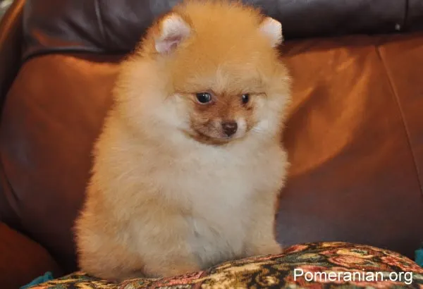 can i leave my pomeranian alone