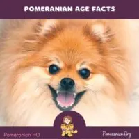 Pomeranian Age Facts